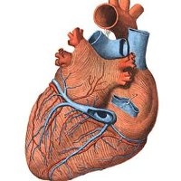 imagine cu insuficienta cardiaca